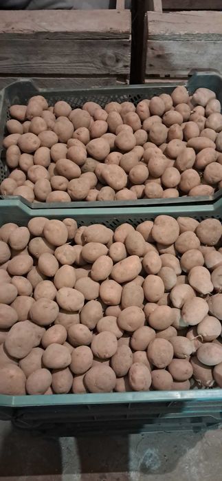 Irga kaliber sadzeniaka