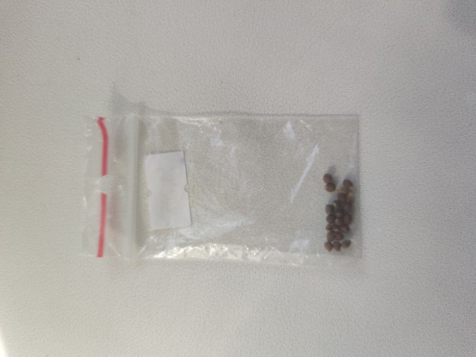 Насіння Молочай Біложилковий