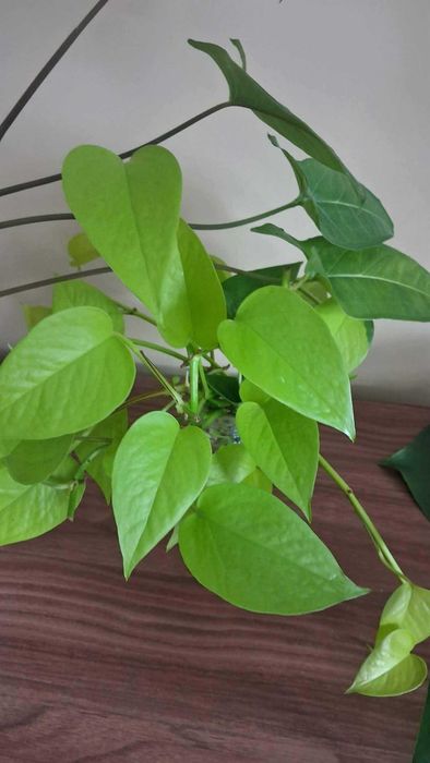 Kwiatki brasil i Epipremnum