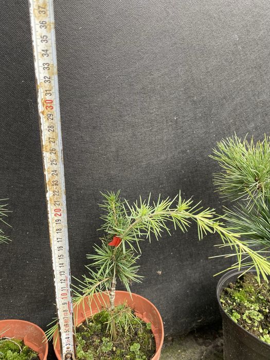 Хвойні на штамбі