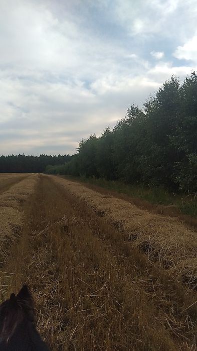 Gospodarstwo rolne 9 ha