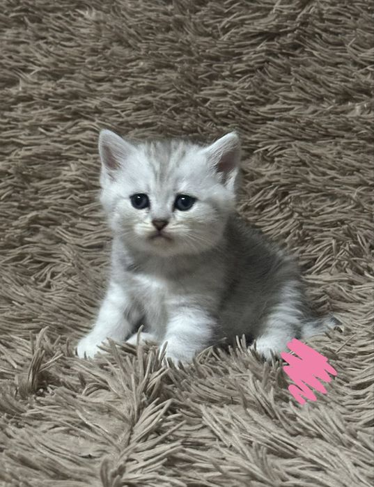 Кошеня шотландська