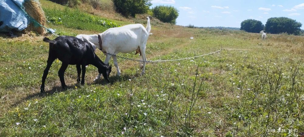 Козюха англонуьійка