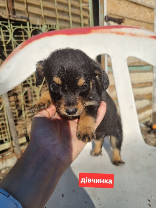 безкоштовно цуценята