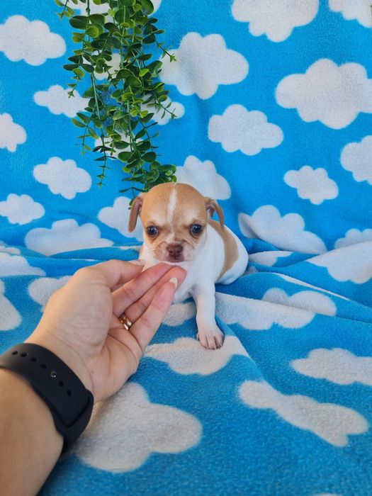 Estupendo menino mini Chihuahua Linhagem Russa de Qualidade