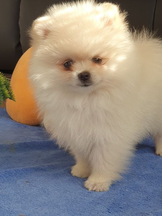 Szpic miniaturowy pomeranian/Malutka sunia