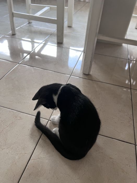 Dou gatinho bebe