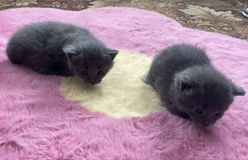 Віддам кошенят через місяць