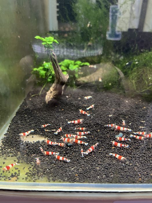 Caridina crystal red