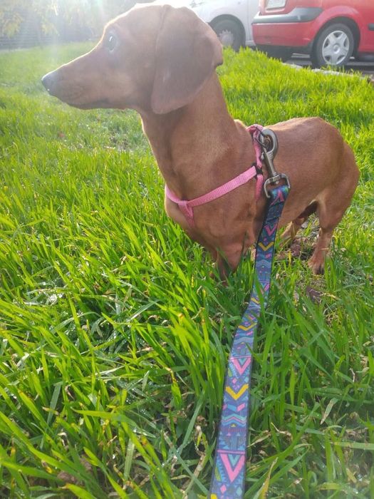 Продам  девочку  мини таксу