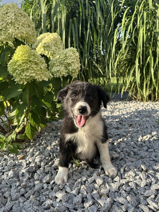 Border Collie Suczka