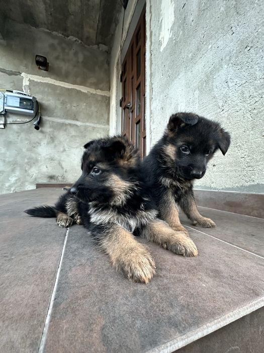 Німецька вівчарка цуценята