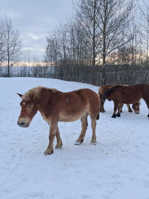 Źrebica zimnkorwista 2 latka