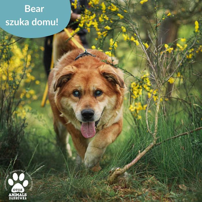 Wspaniały Bear szuka nowego domu
