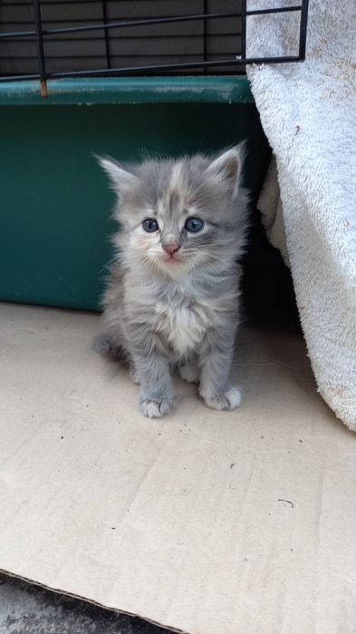 Отдам котят в хорошие руки