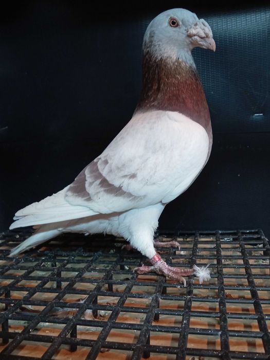 Gołębie staropolskie v