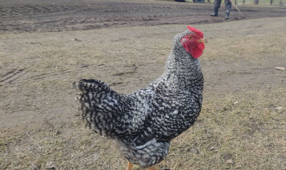 Młode koguty rasy Amrock