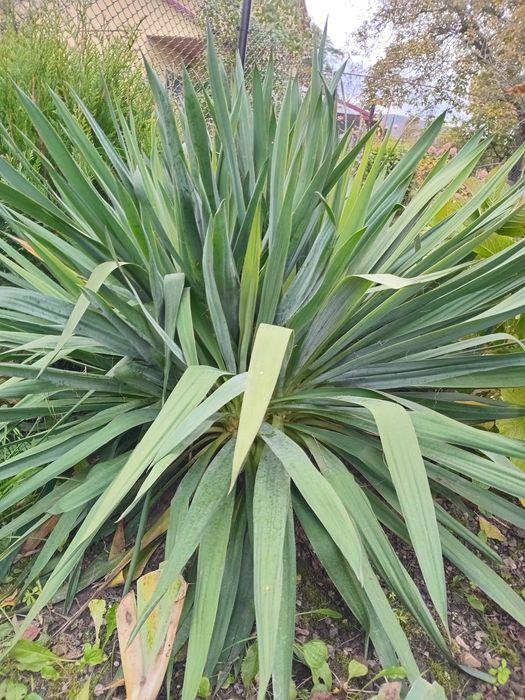 Юка садова бульби