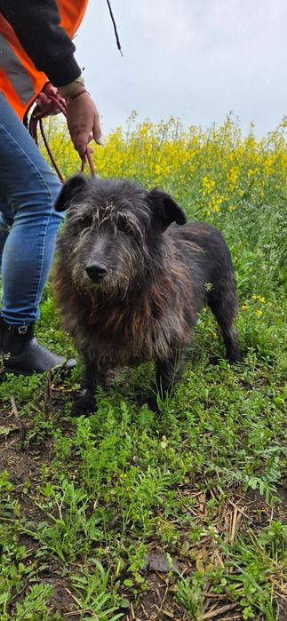 Rekin - od uparciucha do wspaniałego kompana