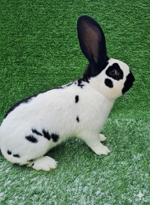 Кролі  Німецький строкач