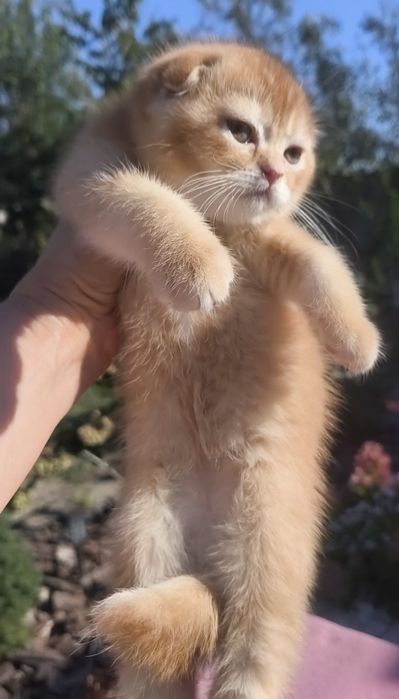 хлопчик висловухий