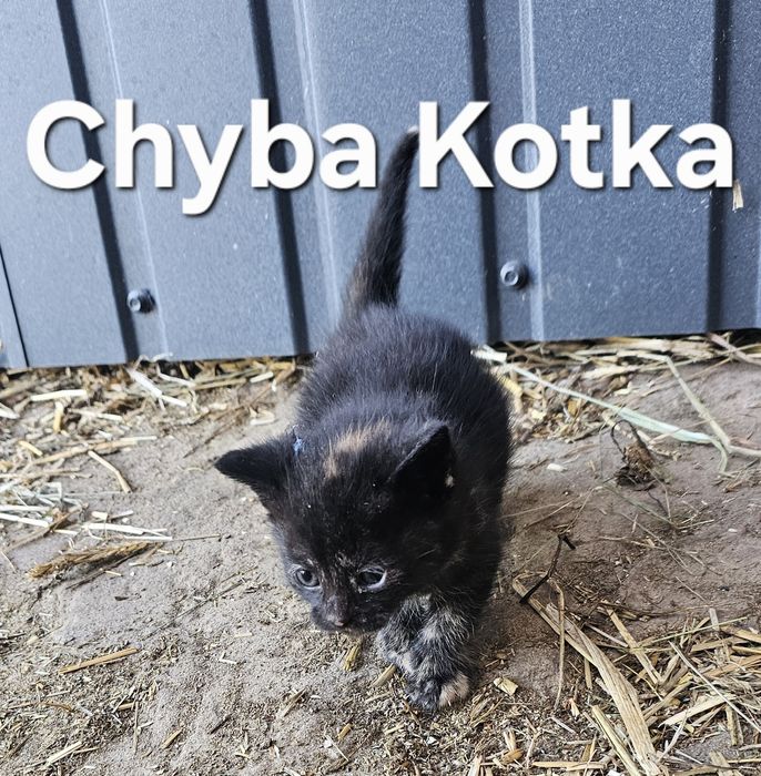 REZERWACJA Kontakt Olx. Oddam koty.