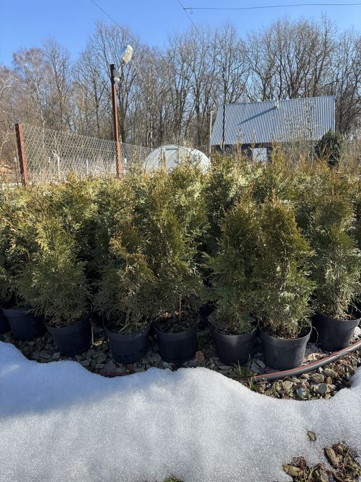 Туя західна смарагд