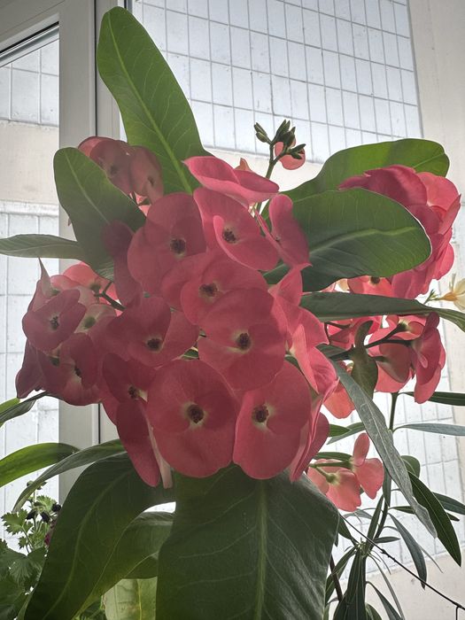 Молочай Міля, велика дуже гарна рослина