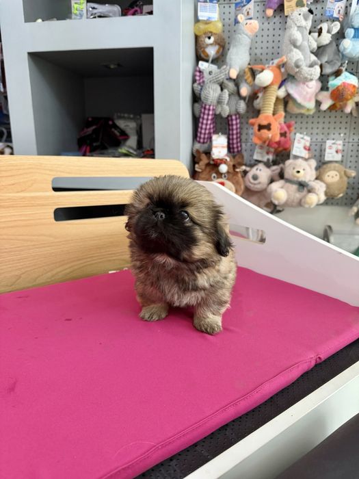 Pequines menino lindo