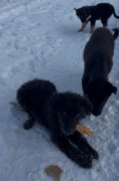 Щенятко в хороші руки