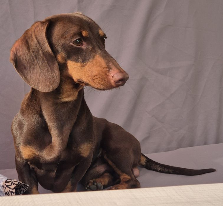 Jamnik krótkowłosy do krycia