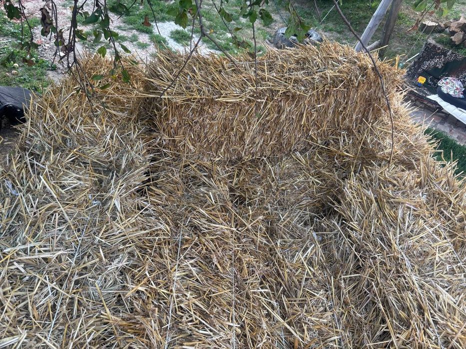 Продам тюки соломи цьогорічні є об'єм