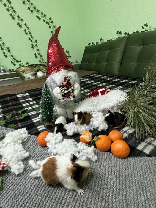 Продаю морські свинки
