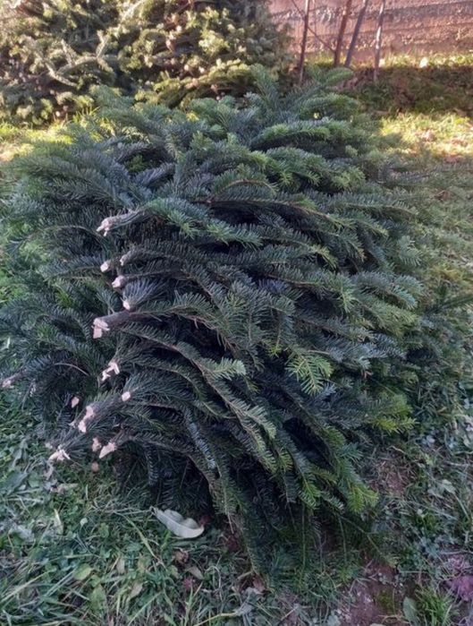 Ялинкові   гілки