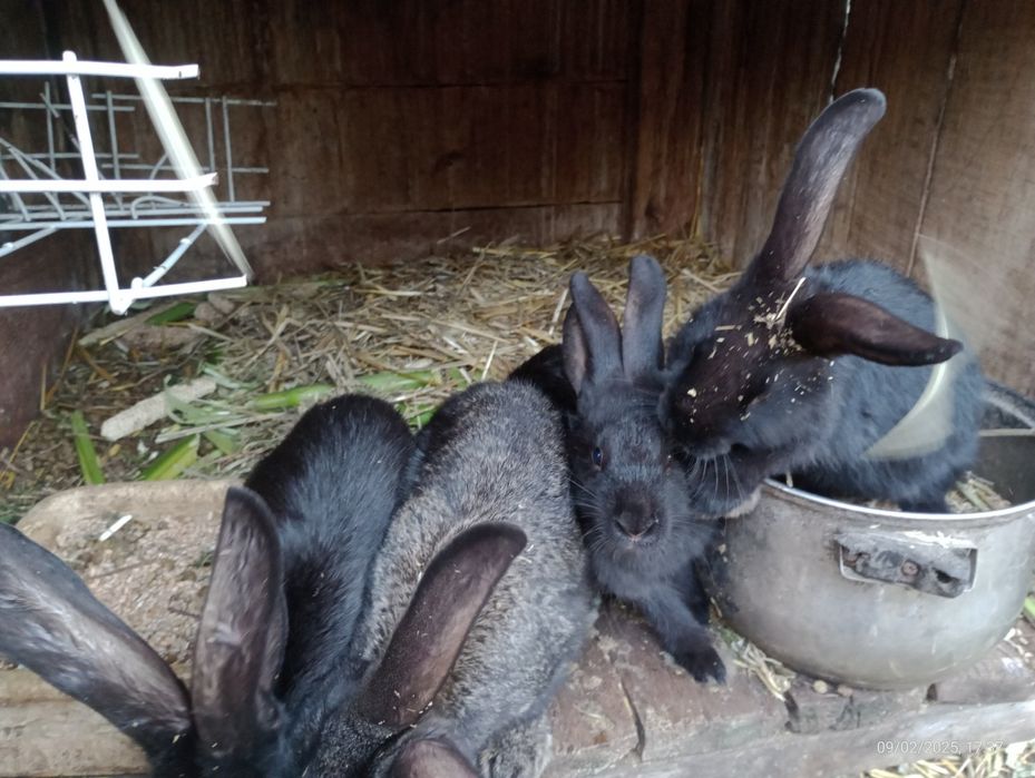Króliczki mieszańce (wiedeńsk,i olbrzym belgijski bos,srokacz)