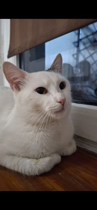 Pazurek – pogodny, wyjątkowo umaszczony kocurek szuka kochającego domu