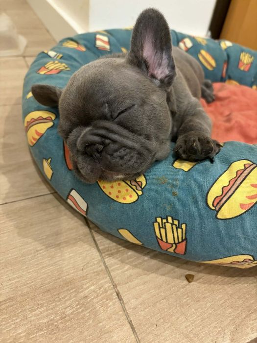 Bulldog francês fêmea blue