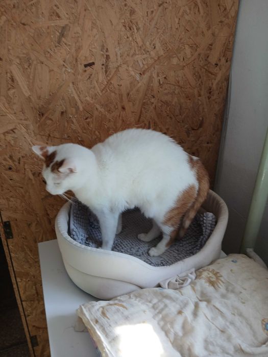 Kotek do adopcji