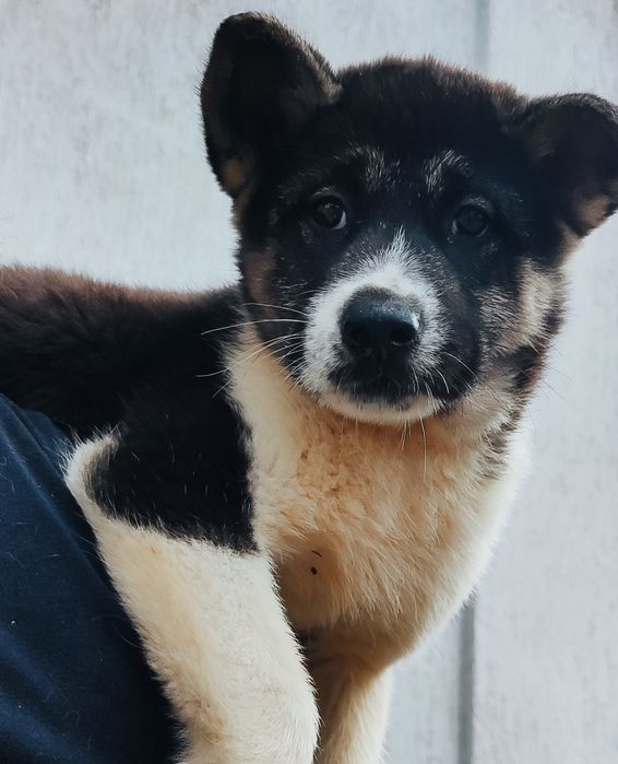 Класні  чистокровні