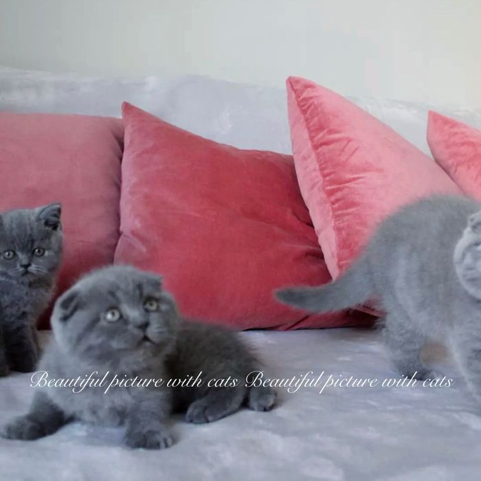 Просто  неймовірні