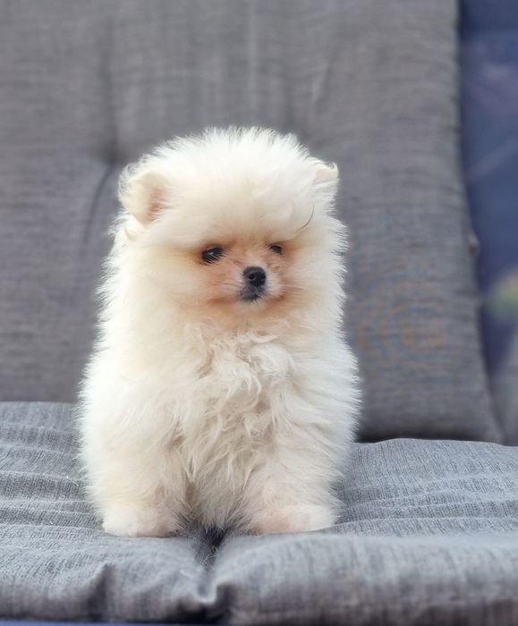 Szpic miniaturowy pomeranian suczka biala