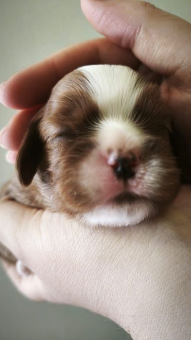 Кавалер Чарльз кинг спаніель девочки рубин