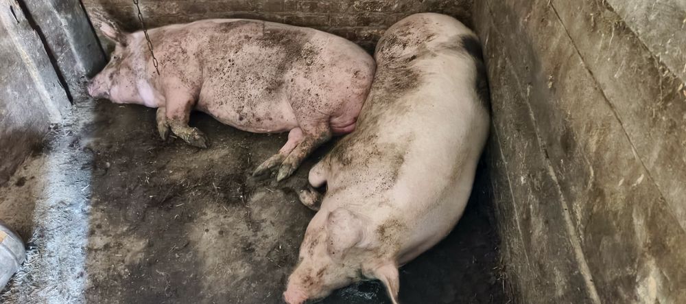 Продам домашніх свиней