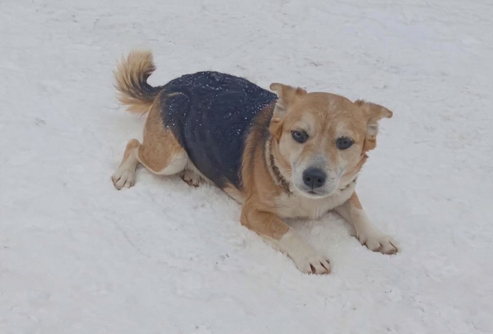 Malutka kochana suczka szuka domku.