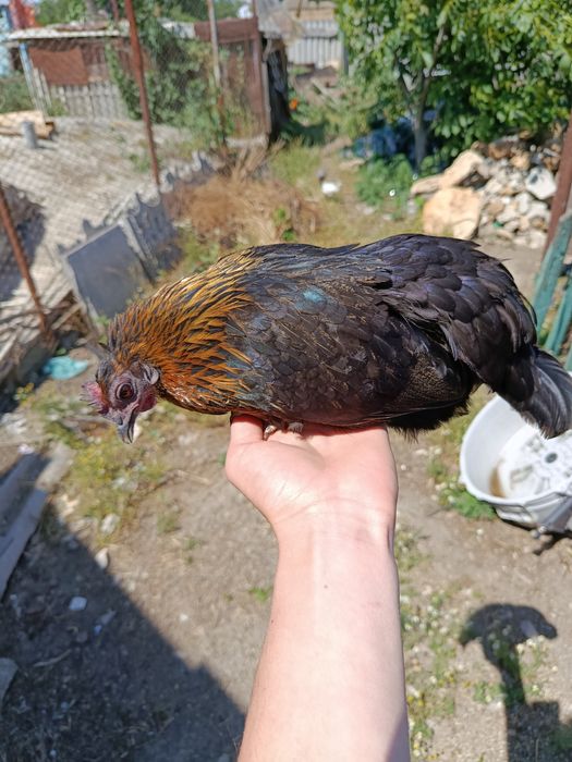 Продам яйцо бентамки