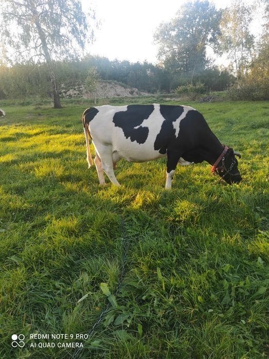 Mleko krowie świeże i smaczne