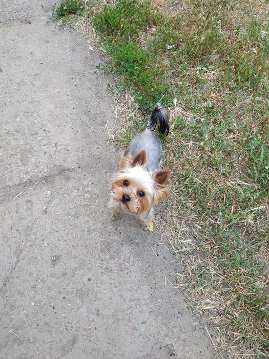 Йоркширський Тер'єр В'язка