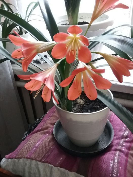 Продам цветок комнатный Кливия