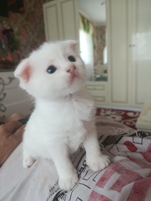 Кошенята шотландські весловухі