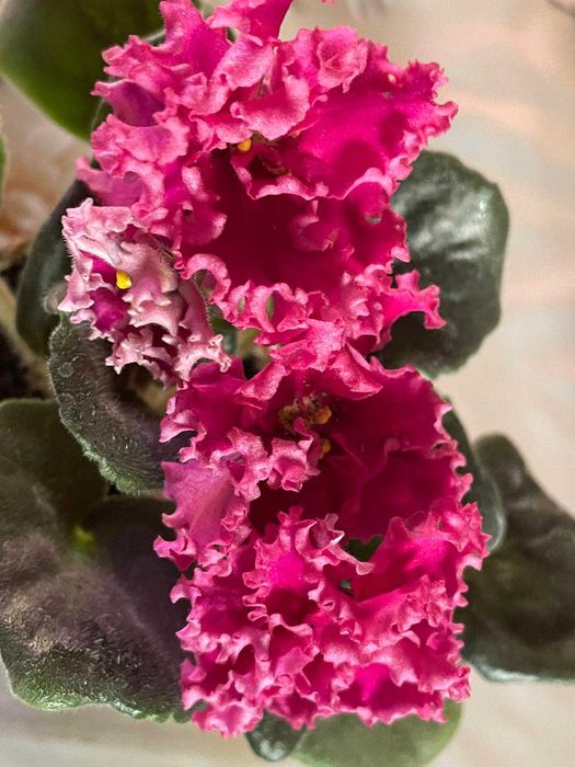 Сортовая фиалка Закат